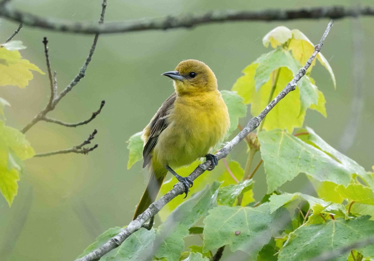 Oriole des vergers - ML581487391