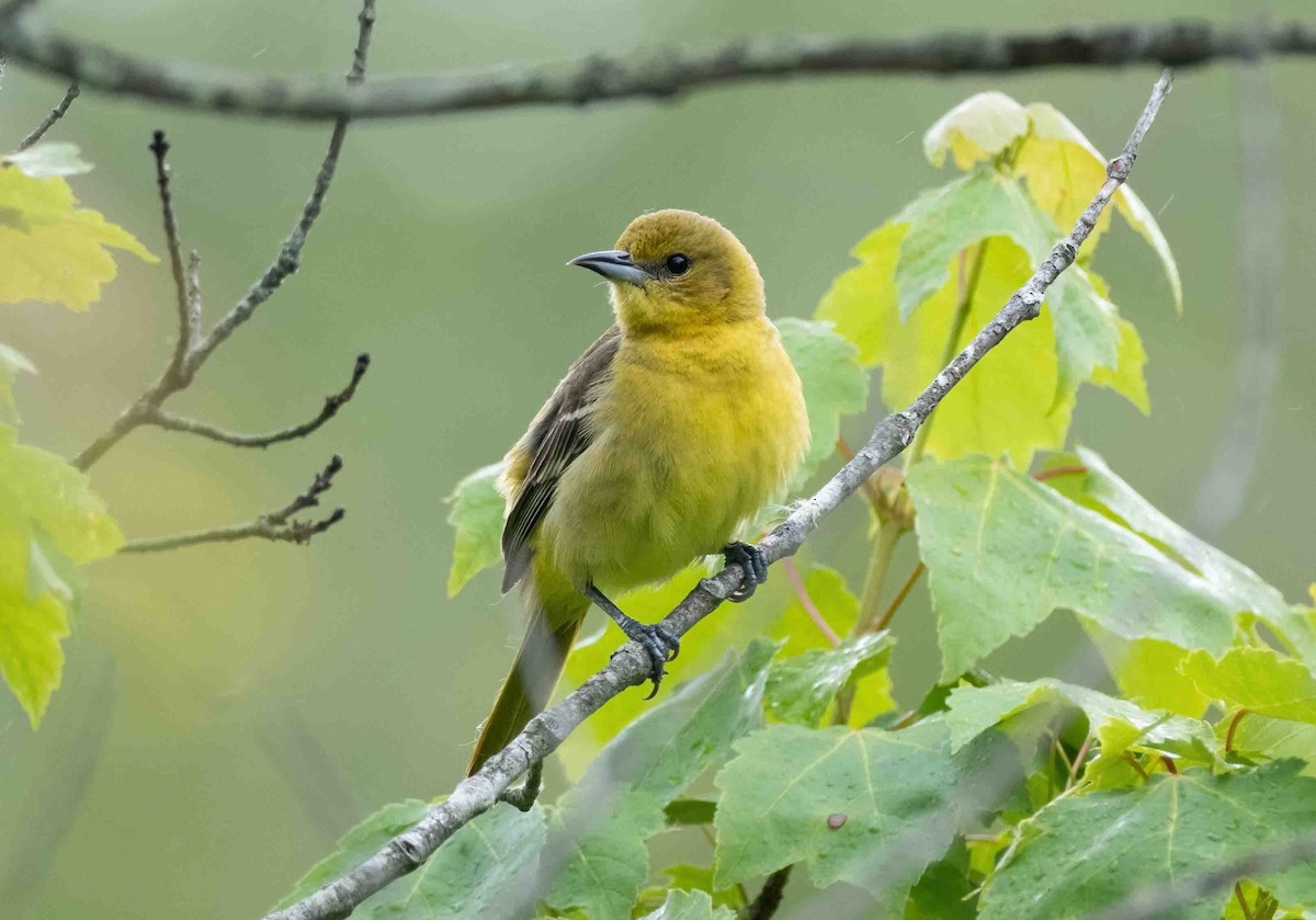 Orchard Oriole - P Carl