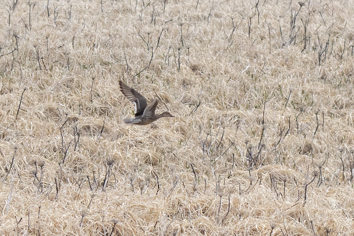 Northern Pintail - ML581487881