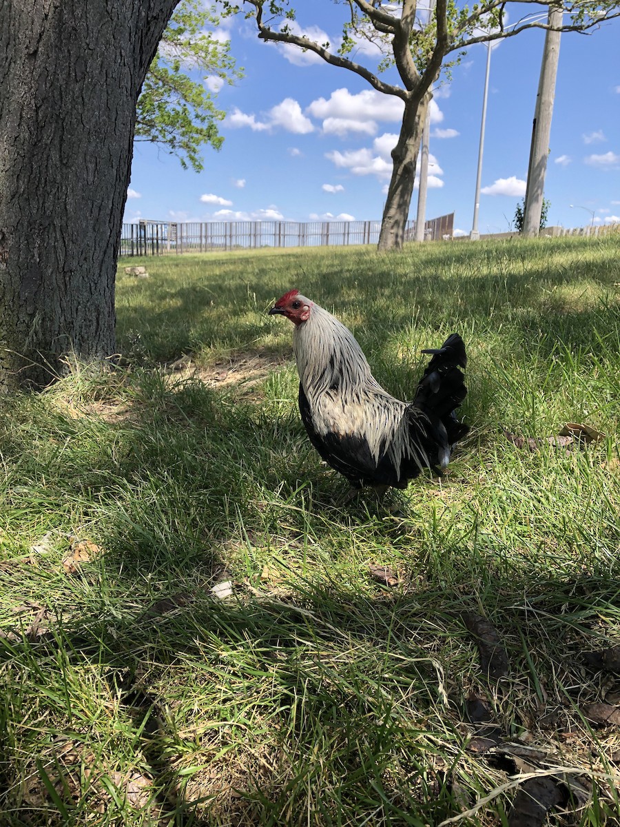 Red Junglefowl (Domestic type) - ML581487991