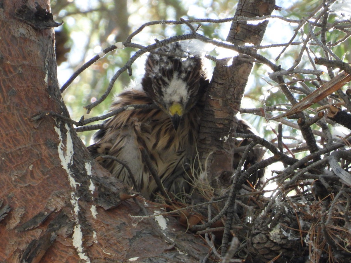 Cooper's Hawk - ML581488571