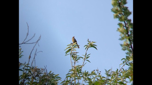 Ocellated Thrasher - ML581488641