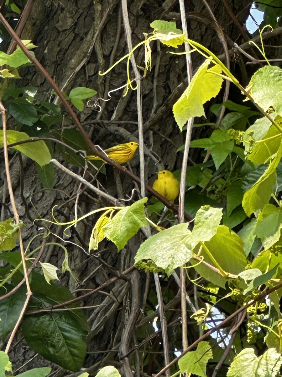 Yellow Warbler - ML581489431