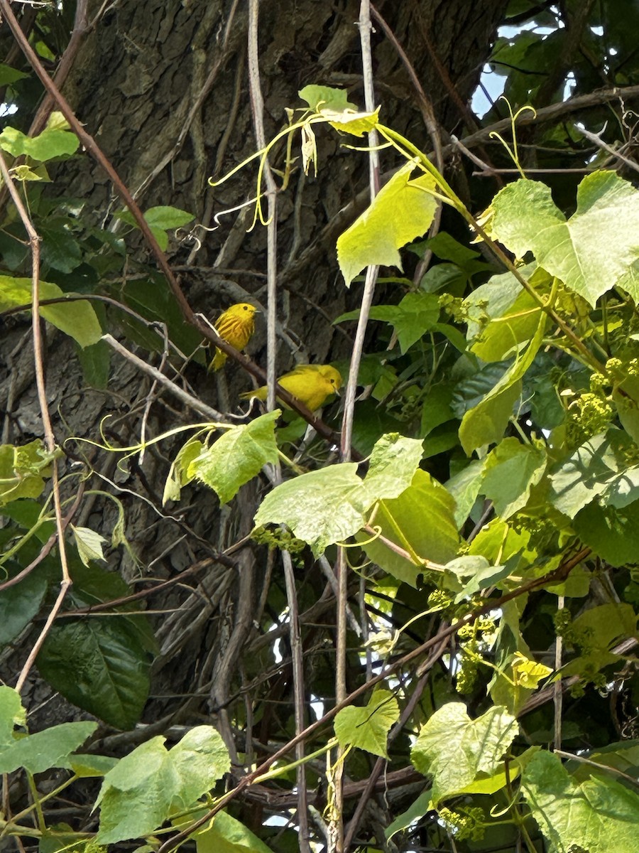 Yellow Warbler - ML581489441