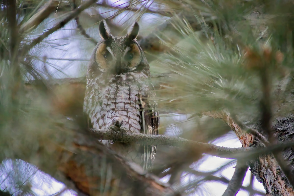 Long-eared Owl - ML581489551