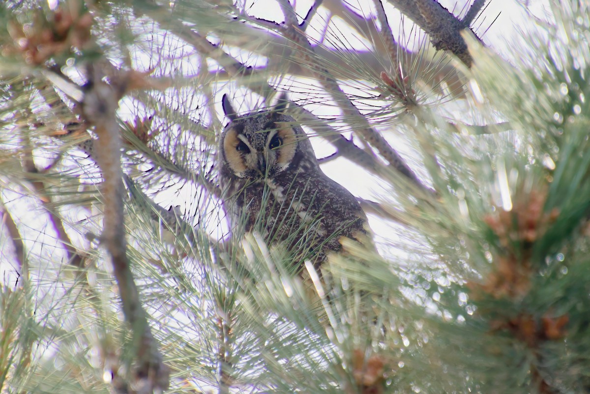 Long-eared Owl - ML581489561
