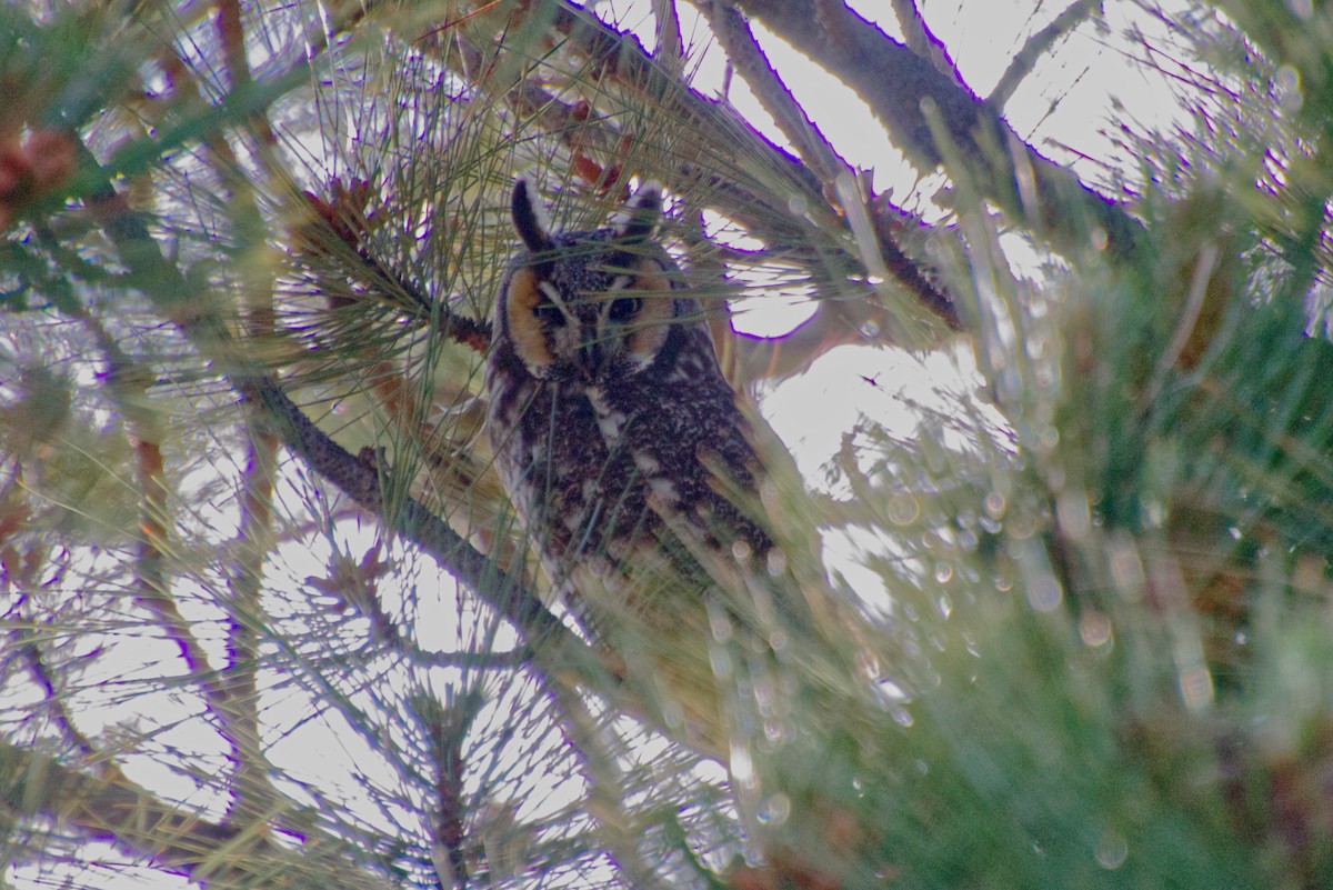 Long-eared Owl - ML581489571