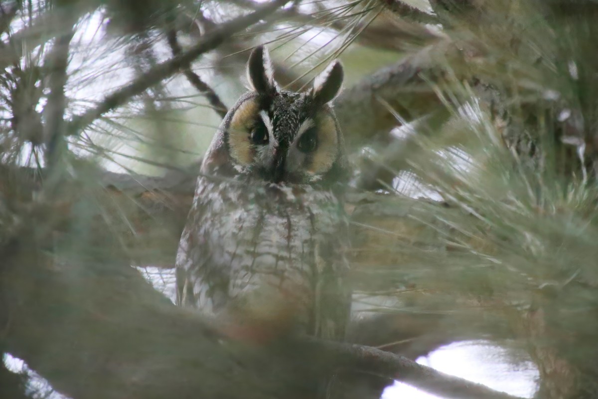 Long-eared Owl - ML581489581