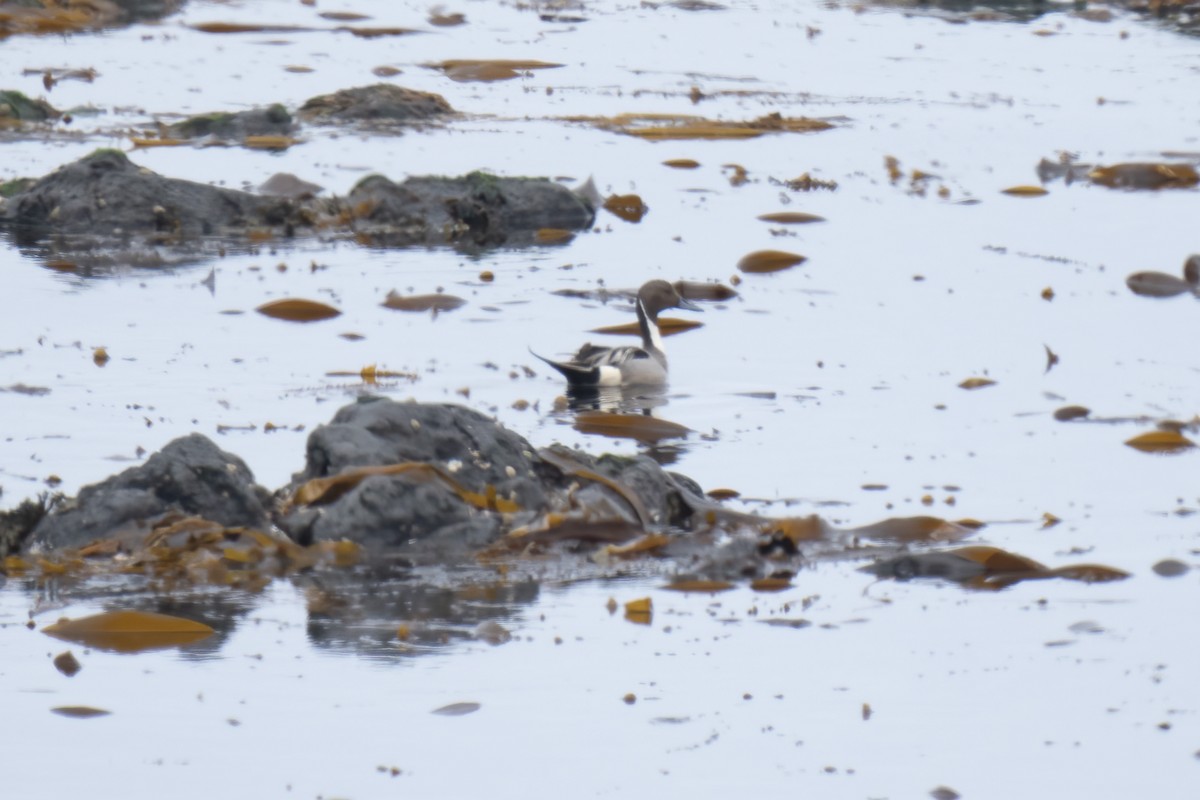 Northern Pintail - ML581489641