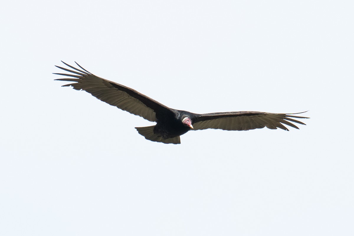 kondor krocanovitý (ssp. ruficollis) - ML581489881