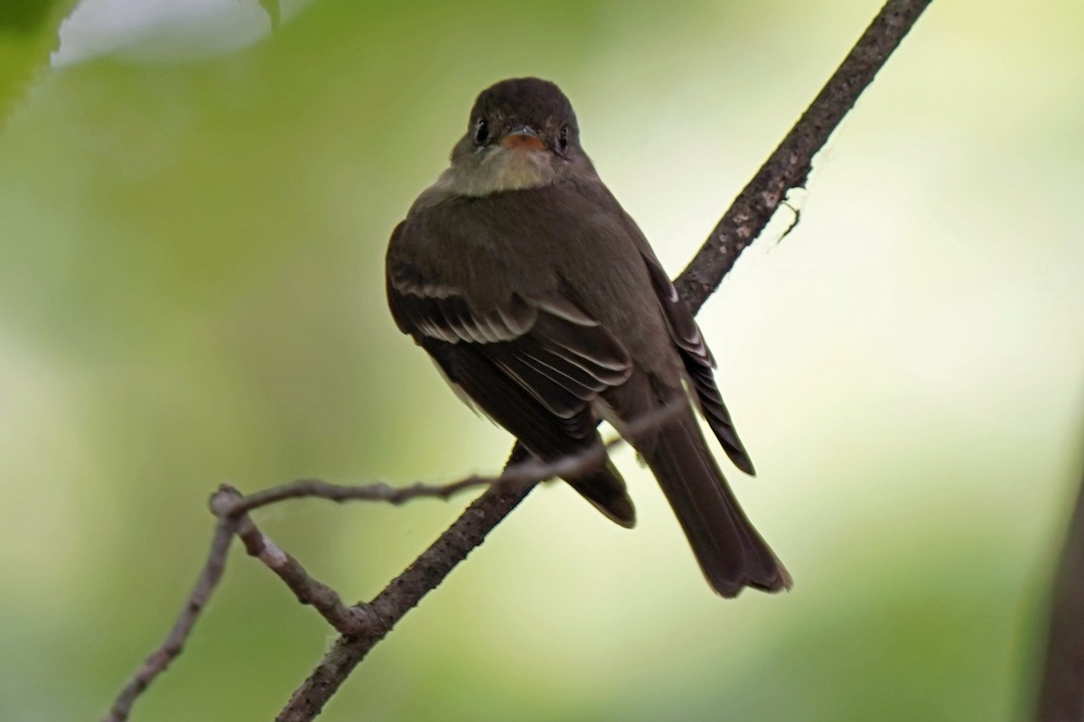 Least Flycatcher - Walter Verhoef