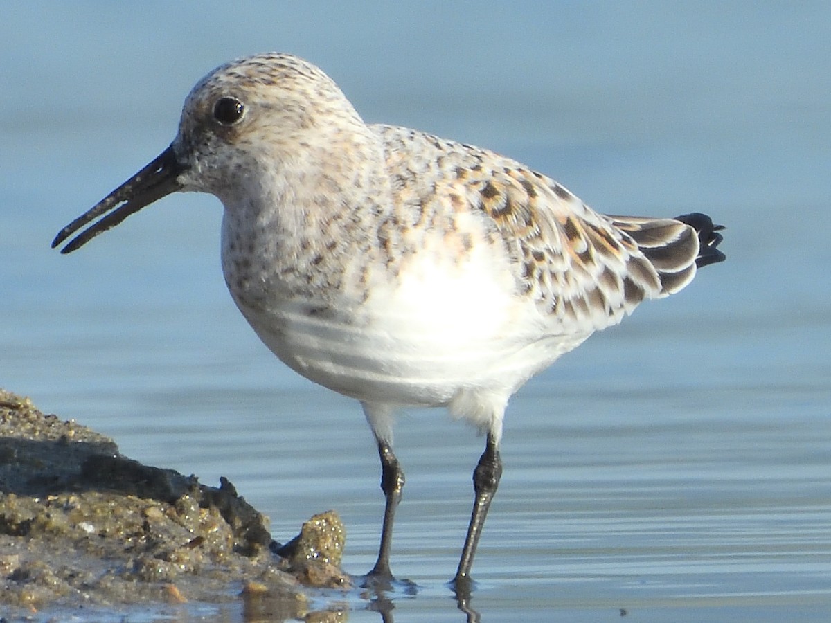 Bécasseau sanderling - ML581490891