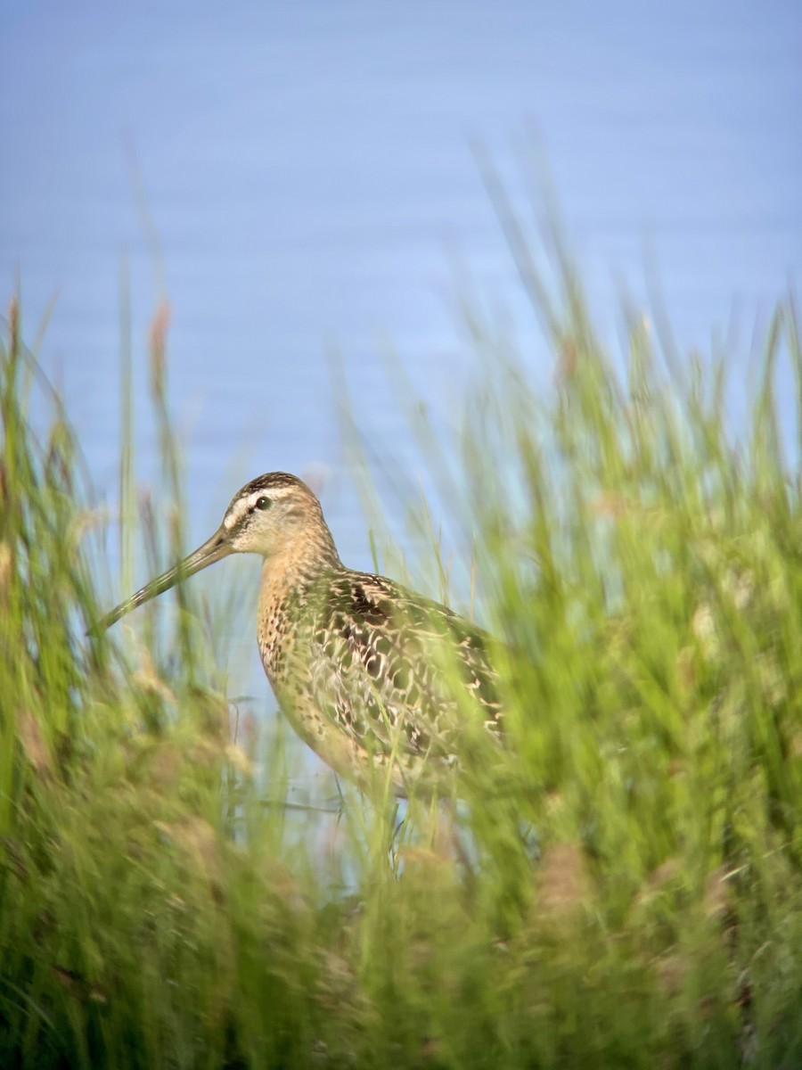 Short-billed Dowitcher - ML581492441