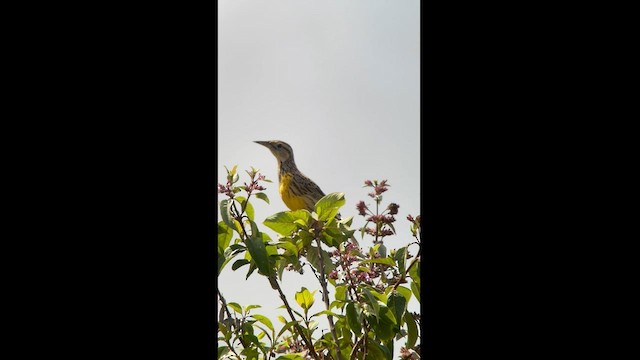 Eastern Meadowlark - ML581492901