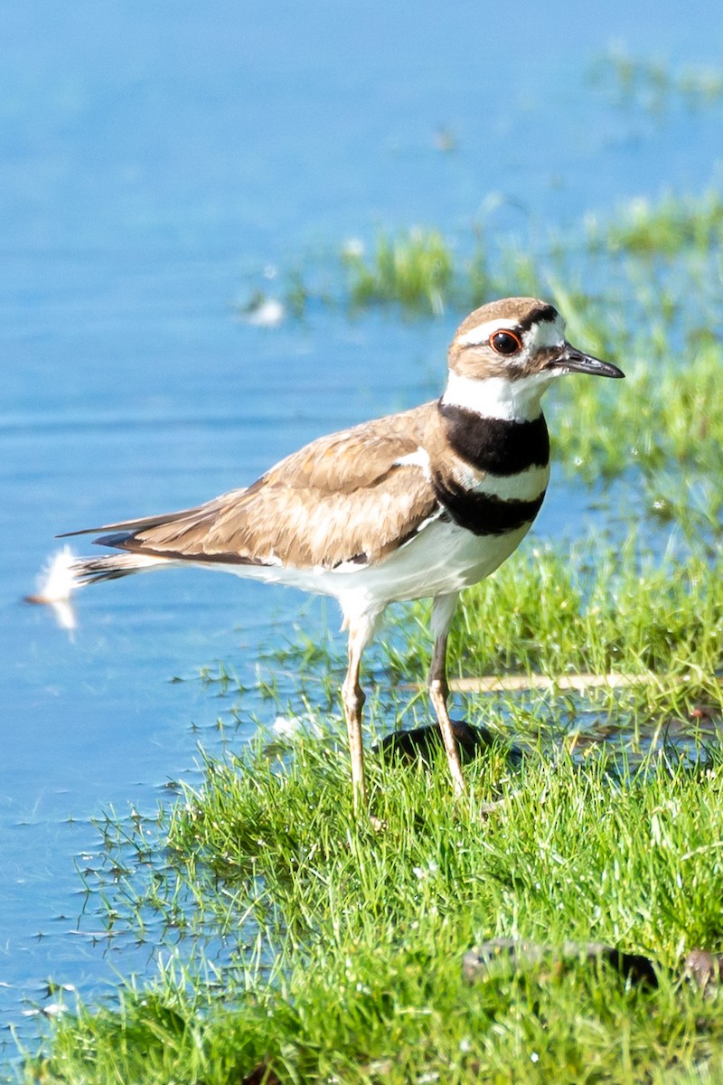 Killdeer - ML581493331