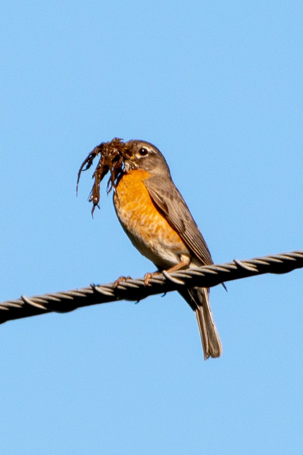 American Robin - Andrew Nasuti