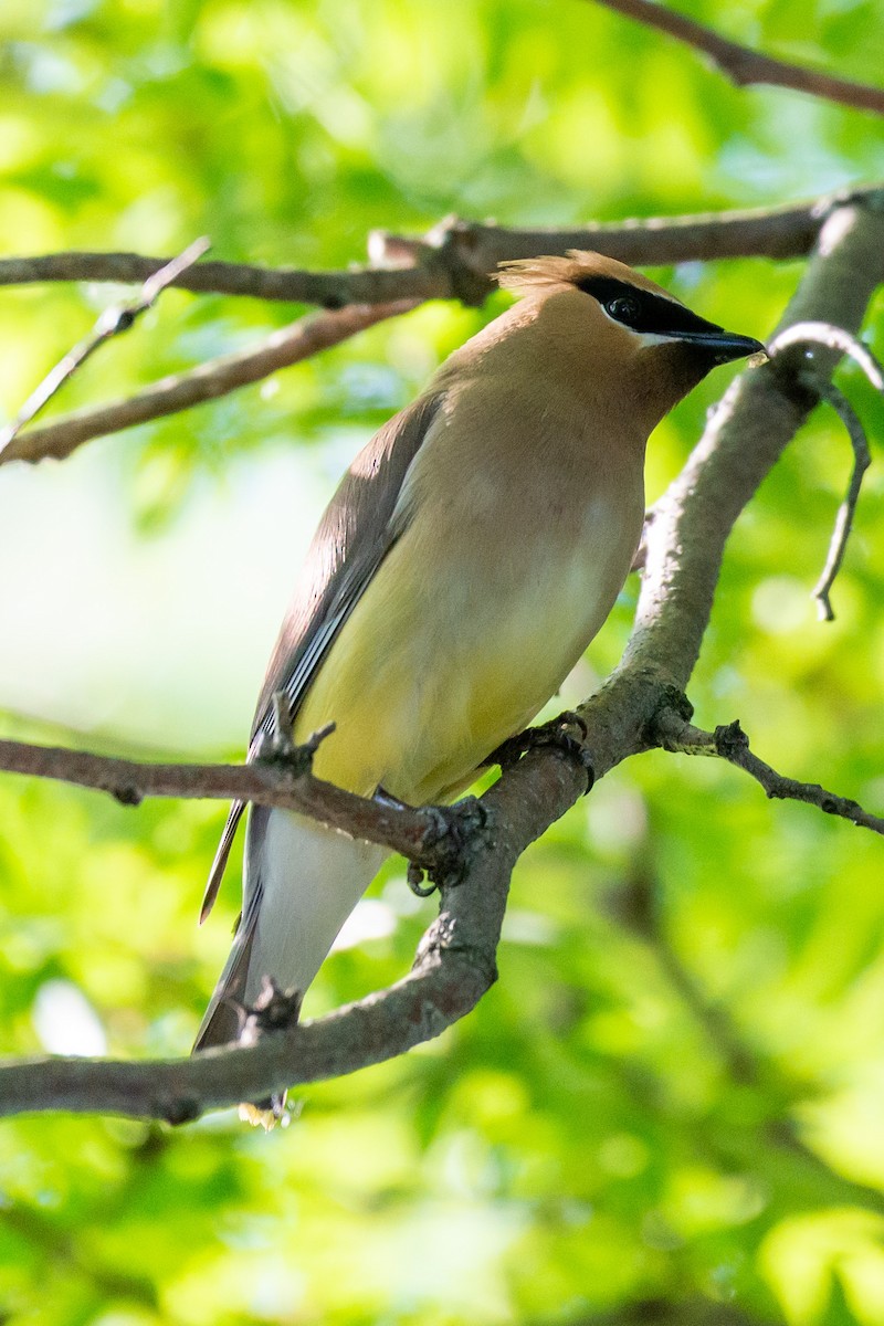 Cedar Waxwing - Andrew Nasuti