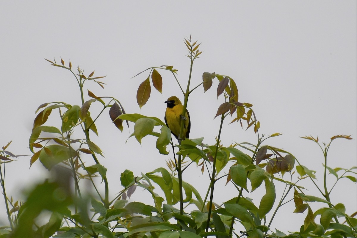 Orchard Oriole - ML581494281