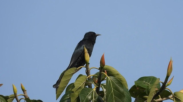 Fork-tailed Drongo-Cuckoo - ML581495901