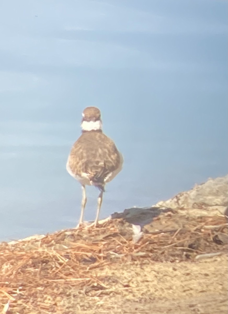 Killdeer - ML581496911