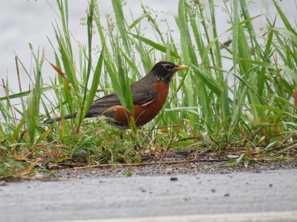 American Robin - ML581497011