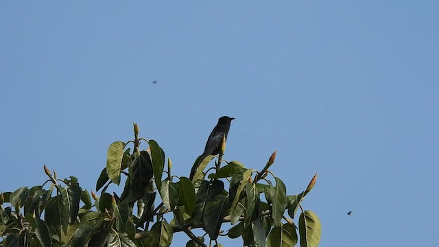 Fork-tailed Drongo-Cuckoo - ML581498501