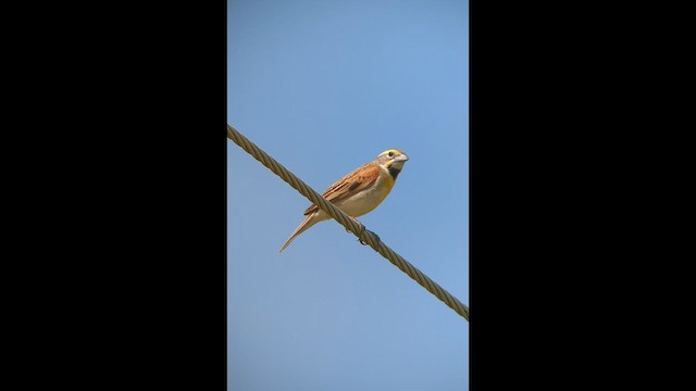 Dickcissel - ML581498661