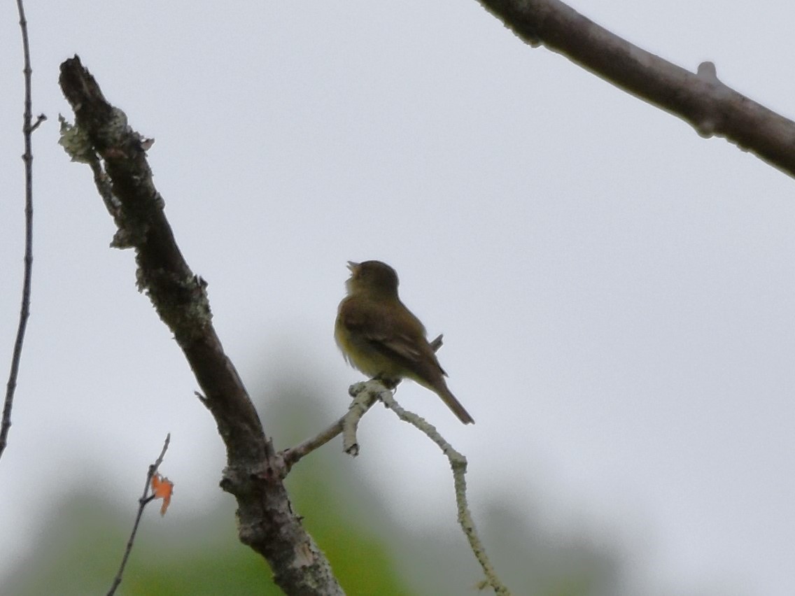 Alder Flycatcher - ML581498721