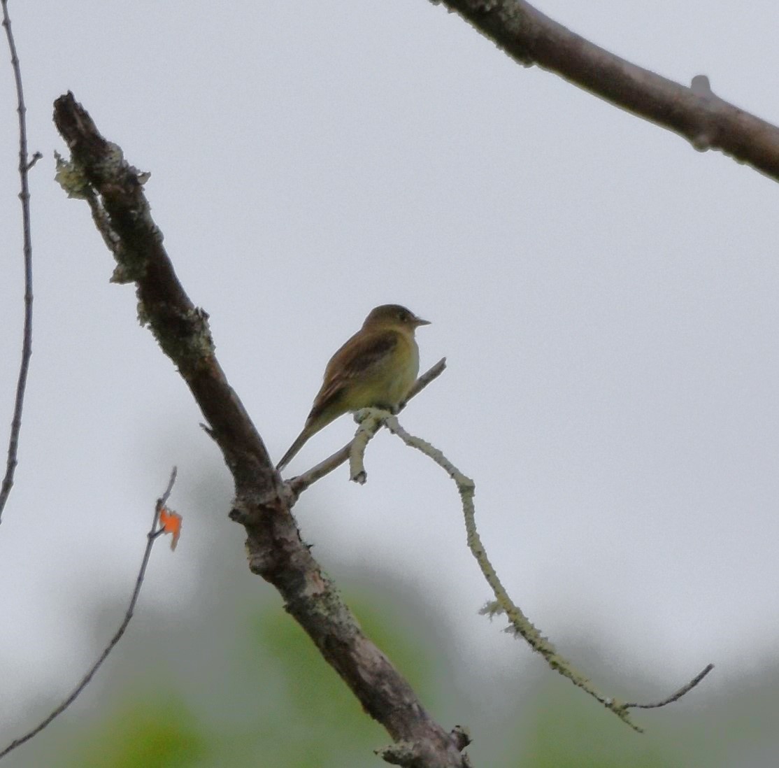 Alder Flycatcher - Barbara Seith