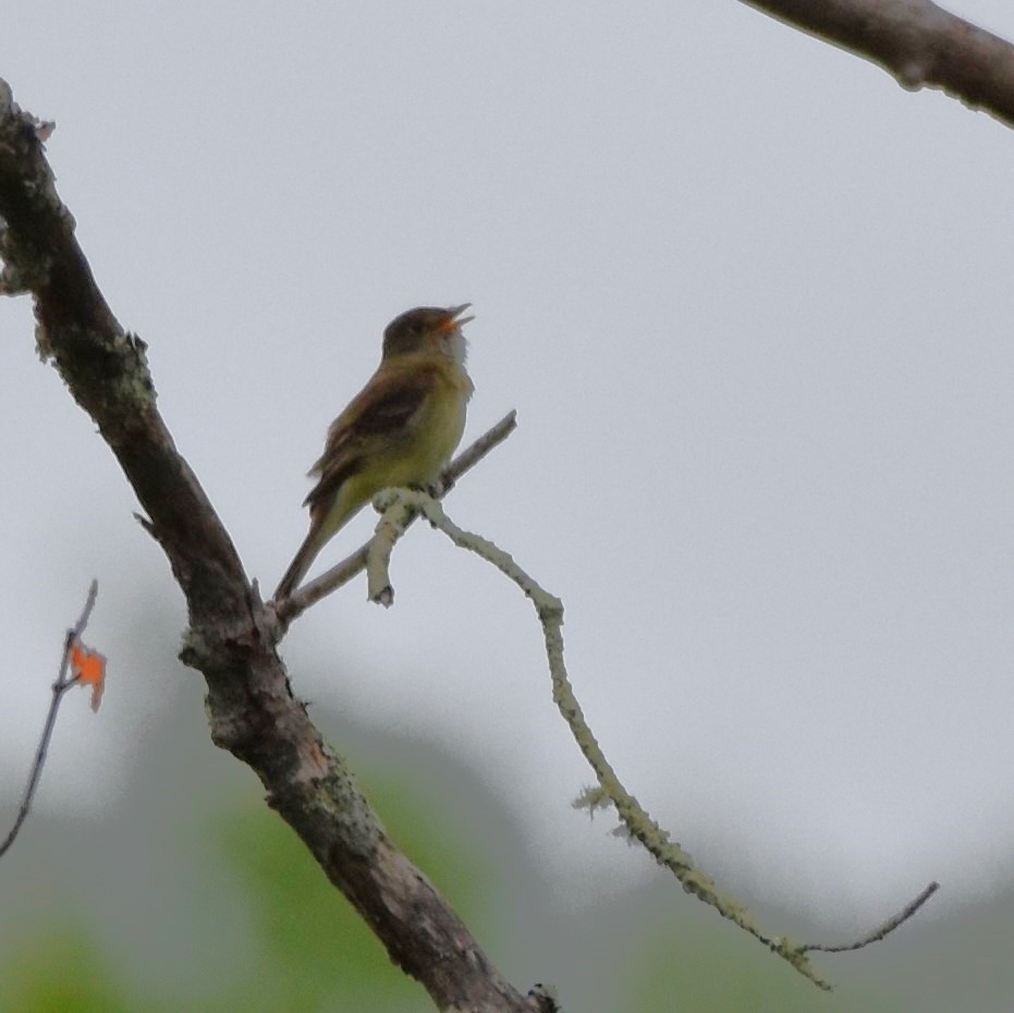 Alder Flycatcher - Barbara Seith