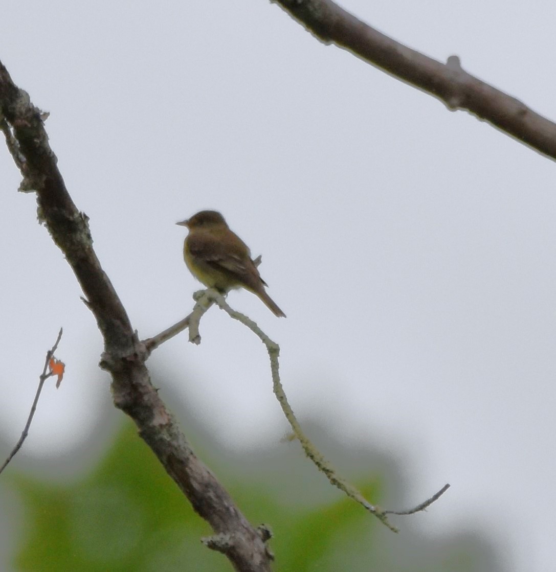 Alder Flycatcher - ML581498751