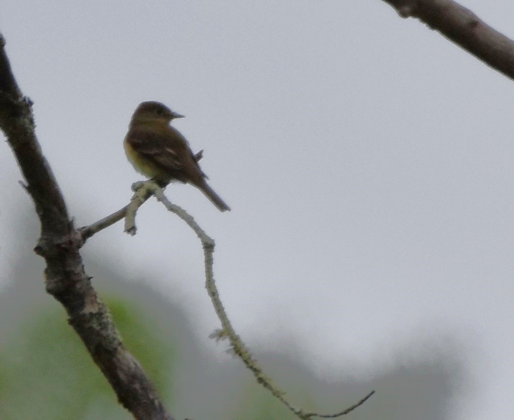 Alder Flycatcher - ML581498761