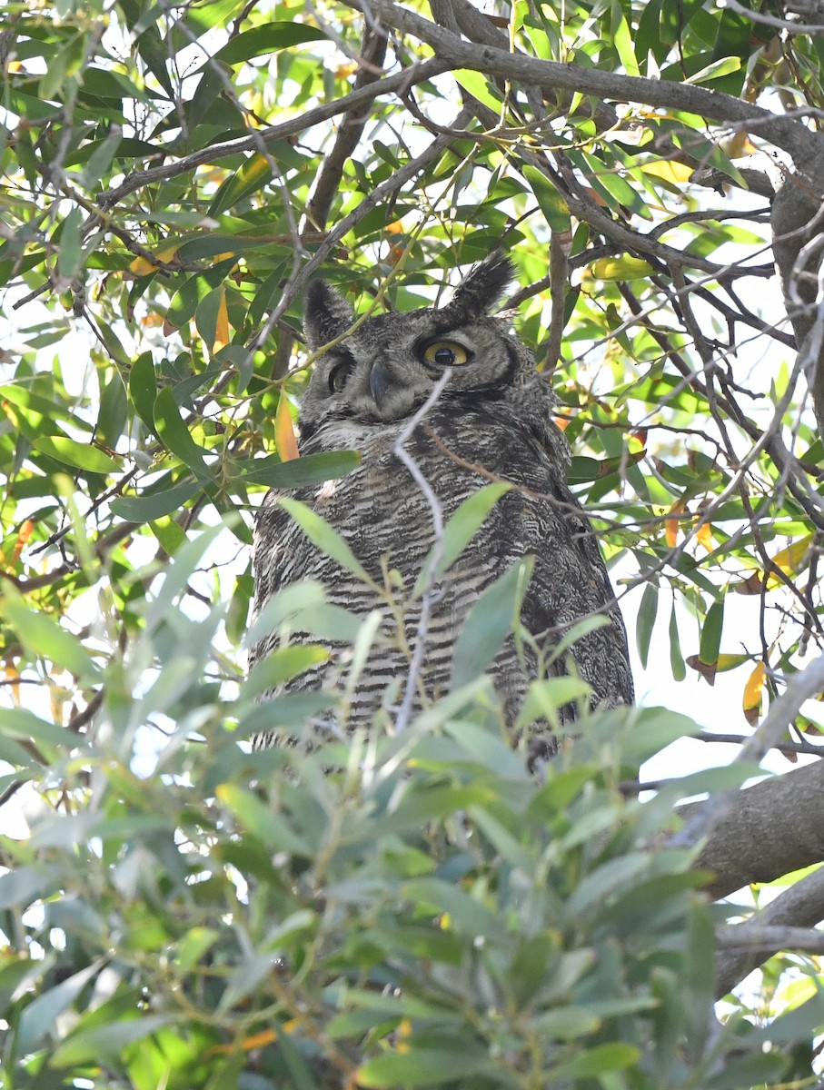 Great Horned Owl - ML581499341