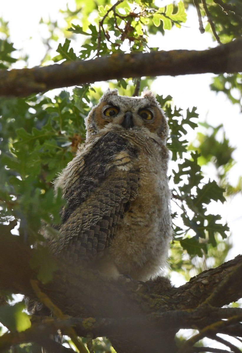 Great Horned Owl - ML581499361