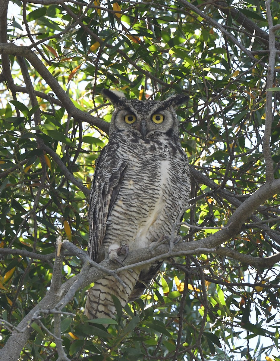Great Horned Owl - ML581499371