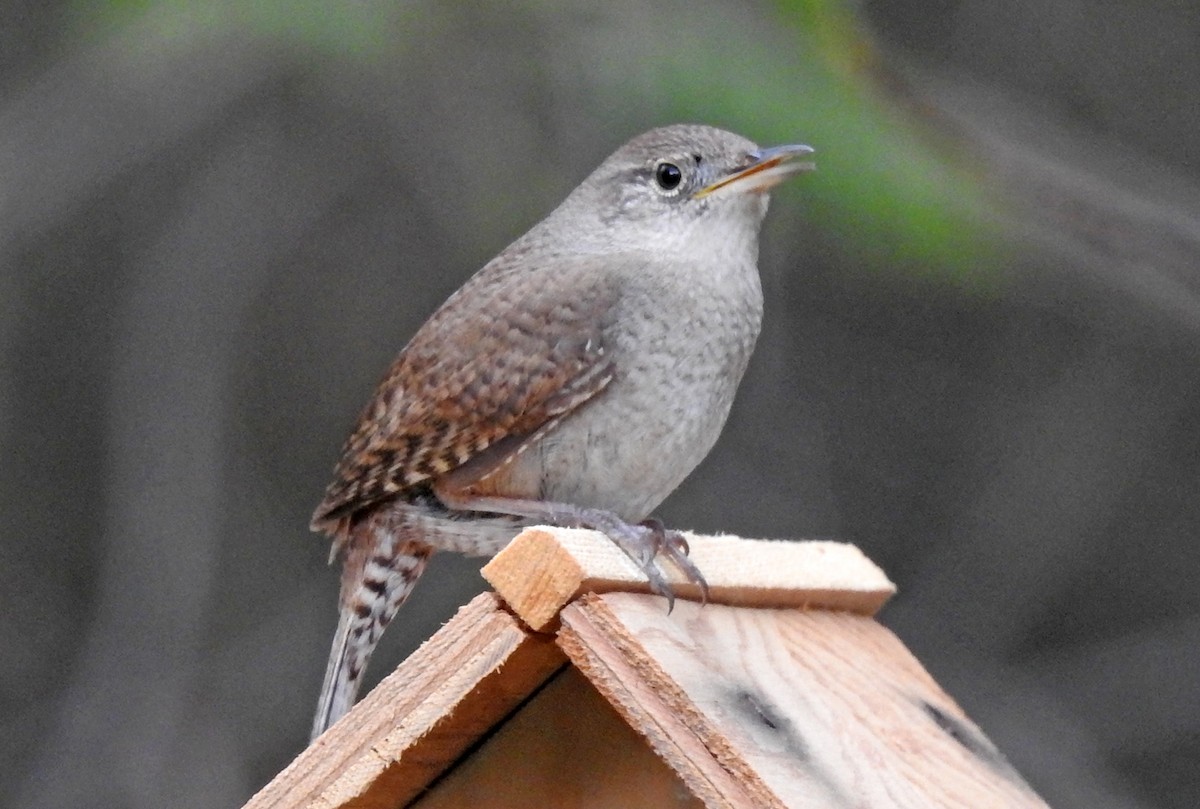 House Wren - Michael Hatton