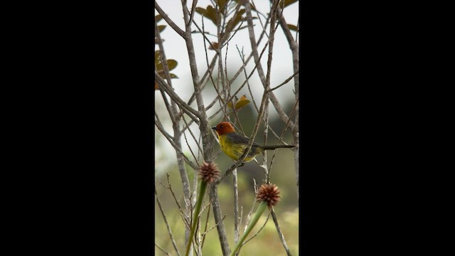 Tepui Brushfinch - ML581500621