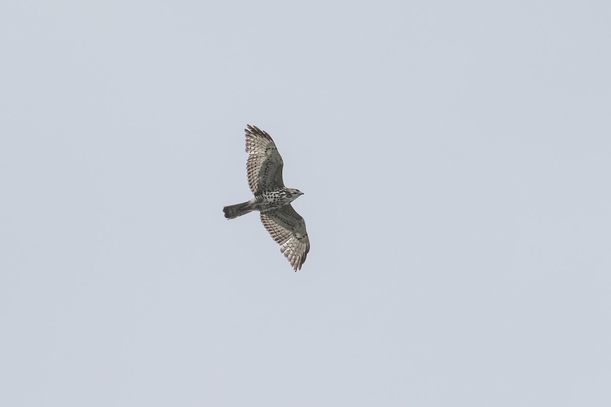 Broad-winged Hawk (Northern) - ML581501801