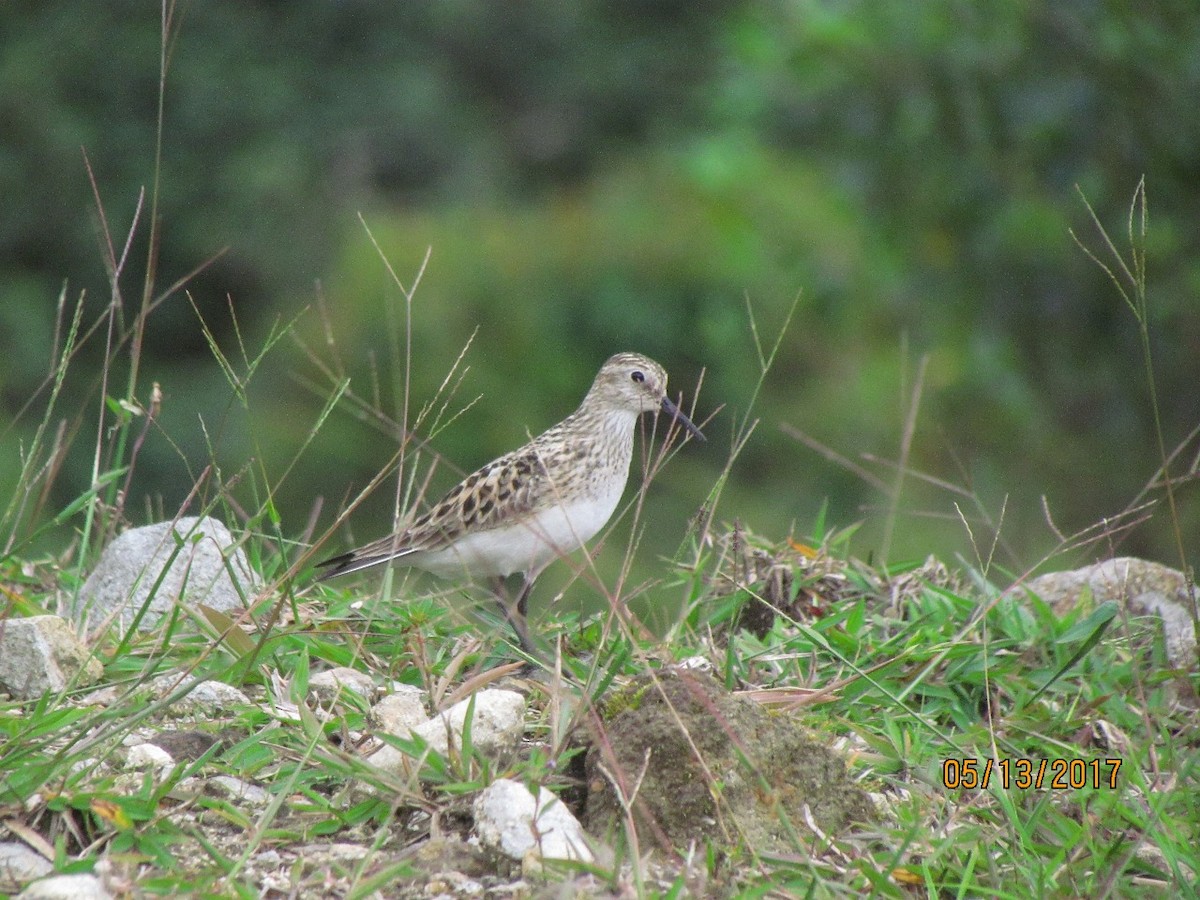 Baird's Sandpiper - ML58150191