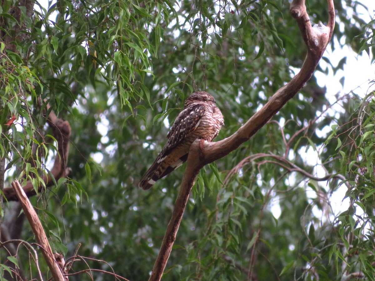 Lesser Nighthawk - Jenn Sinasac