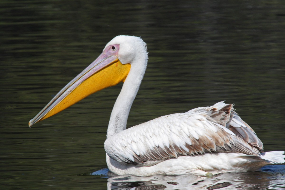 Great White Pelican - Stephen and Felicia Cook