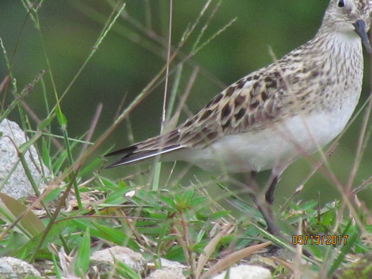 Baird's Sandpiper - ML58150221