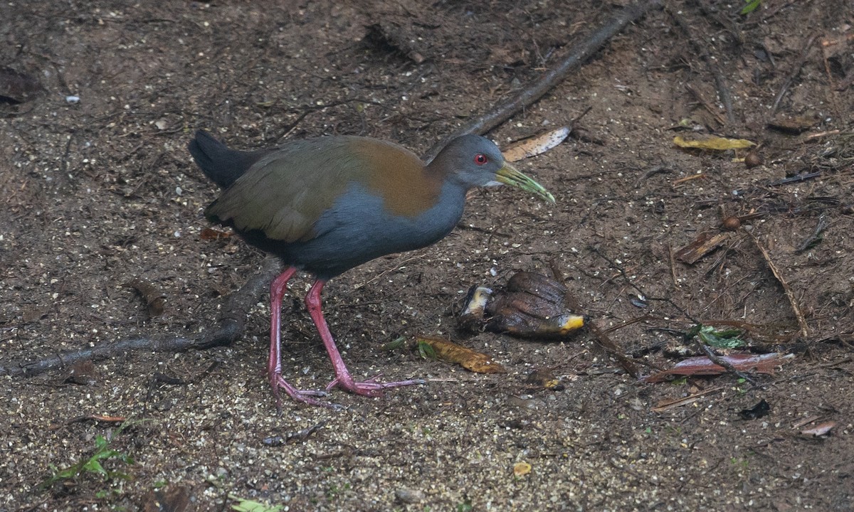 Slaty-breasted Wood-Rail - ML581502341