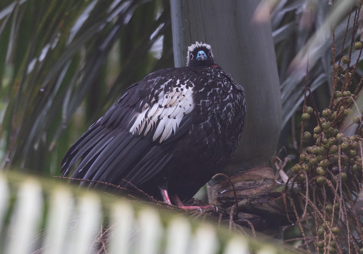 Black-fronted Piping-Guan - ML581502491
