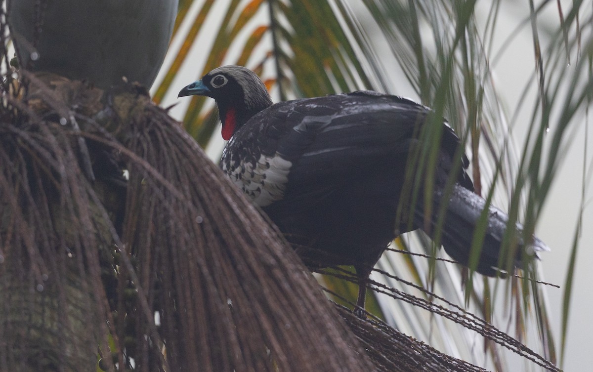 Black-fronted Piping-Guan - ML581502511
