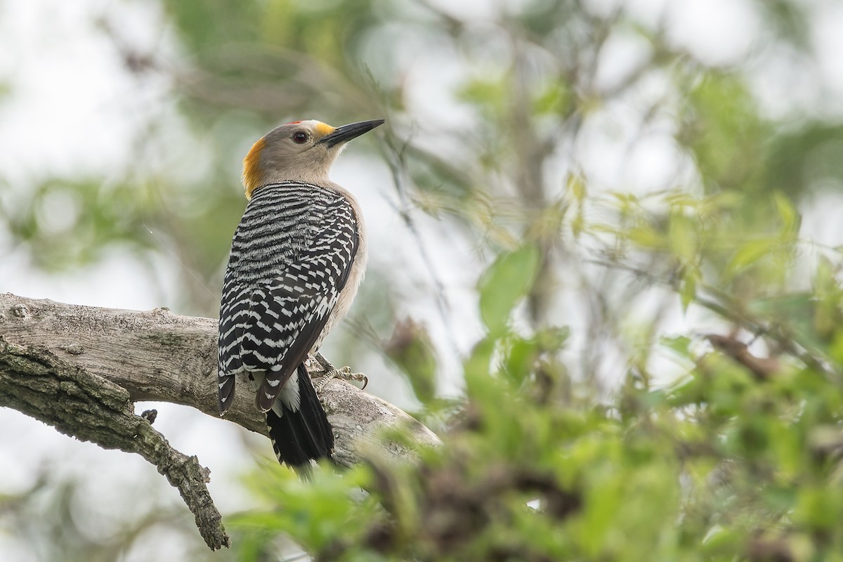 Golden-fronted Woodpecker - Wich’yanan Limparungpatthanakij