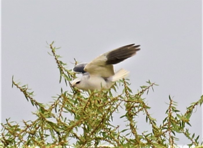 Black-winged Kite - ML581502961