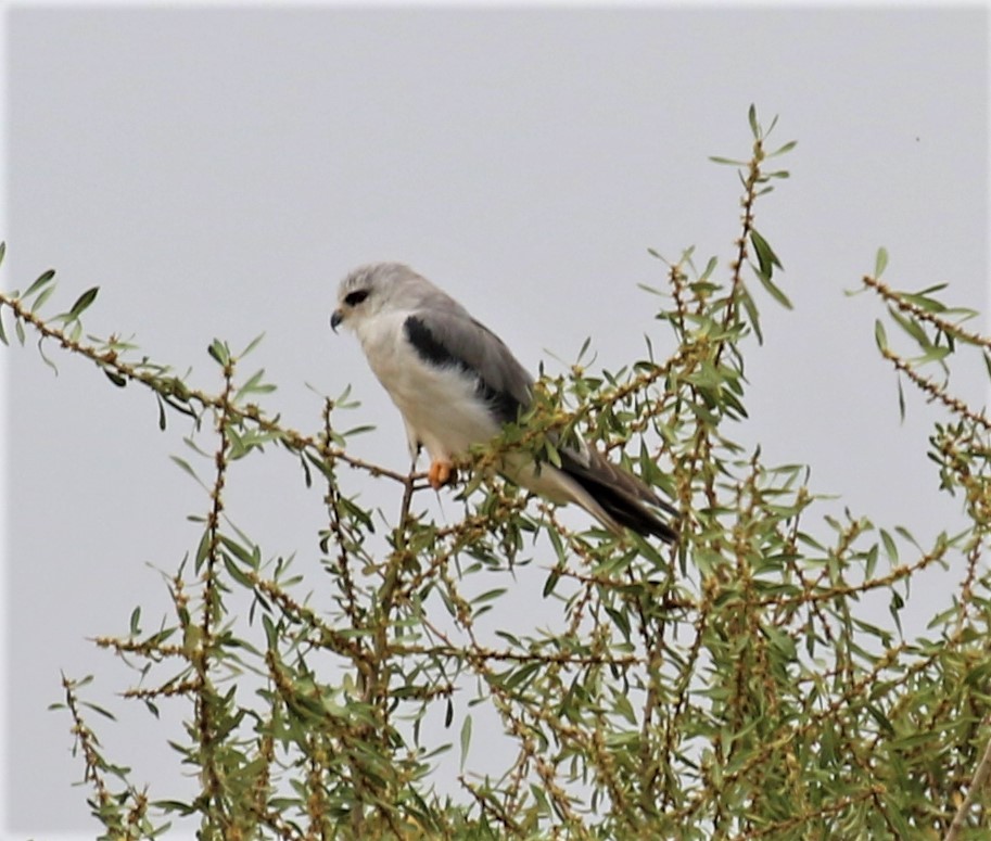 Black-winged Kite - sean clancy