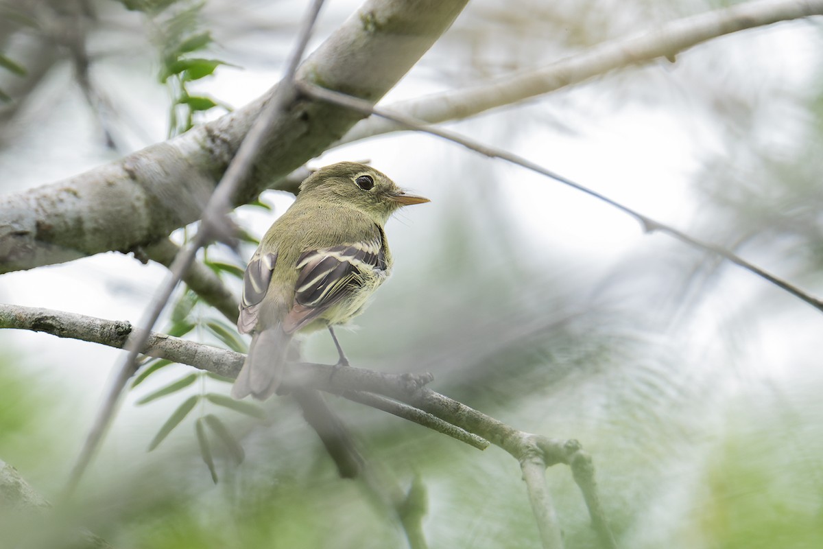 Yellow-bellied Flycatcher - Wich’yanan Limparungpatthanakij