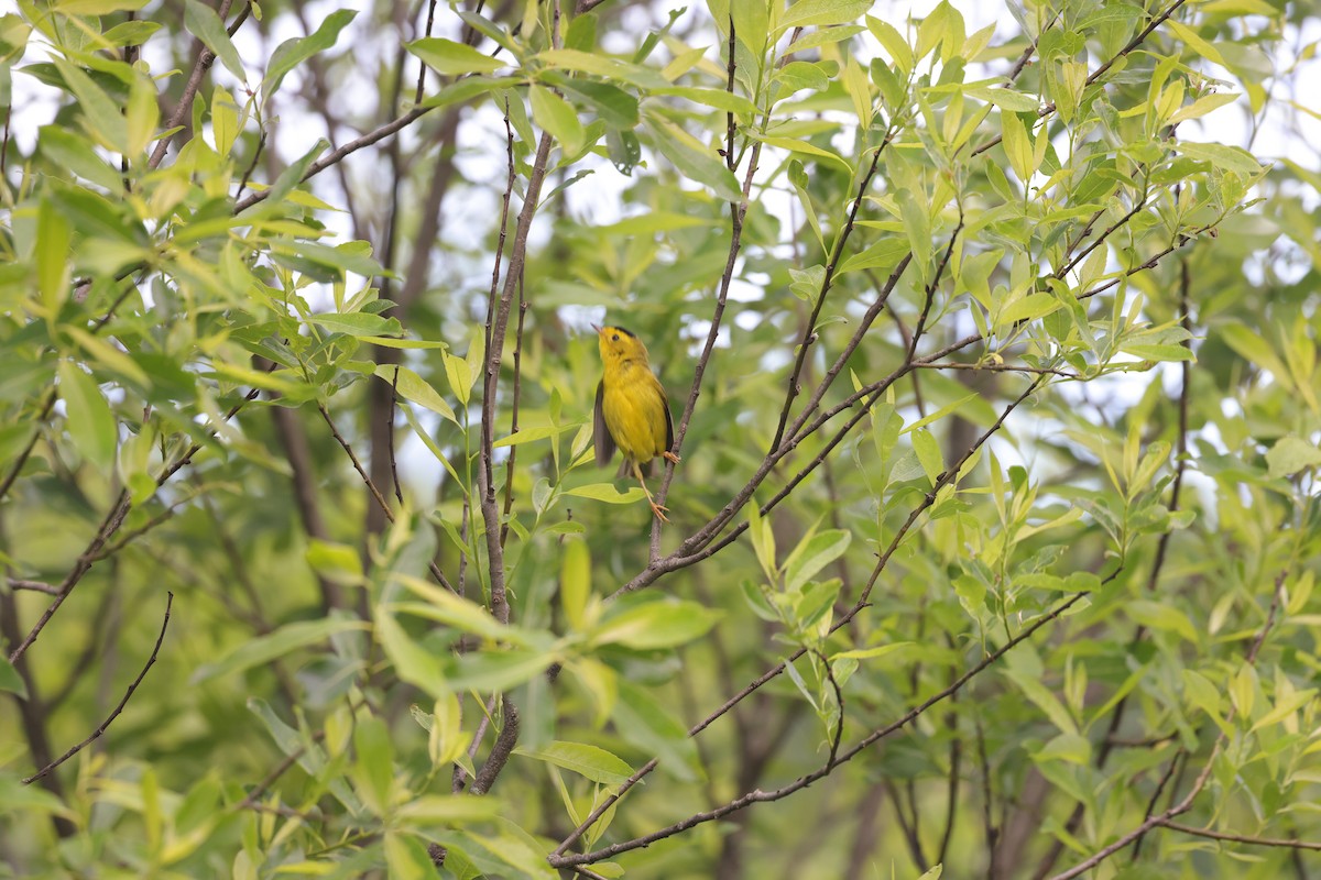 Wilson's Warbler - ML581505371